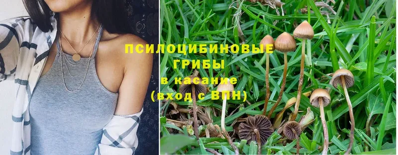 Галлюциногенные грибы Psilocybine cubensis  Ужур 